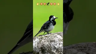 White Wagtail | white wagtail bird #birdlife #bird #nature