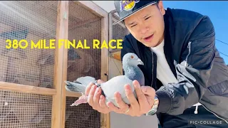 380 MILE FINAL RACE - Racing Pigeons LONG DISTANCE