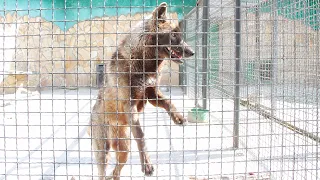 Волчица-подружка рада нам и ждет угощений! Ева королева🐺👑