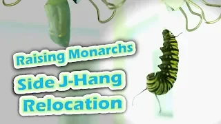 Raising Monarchs - Side J-Hang Relocation (Help The Monarch Butterfly)