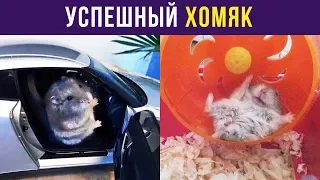 Приколы с животными. Успешный хомяк | Мемозг #34