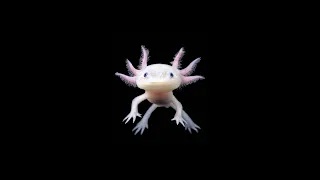 Axolotl | The Cute Water Dragon