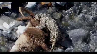 SNOW LEOPARD HUNTS AN IBEX IN THE RIVER