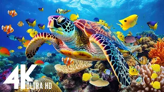 [NEW] 3 HOURS Stunning of 4K Underwater Wonders + Relaxing Music | Coral Reefs & Colorful Sea Life