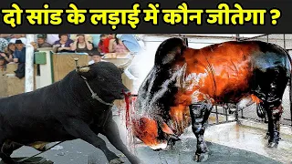 दो सांड के लड़ाई में कौन जीतेगा ? | 15 Deadly Bulls Fight