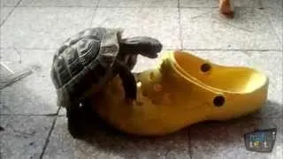 Turtles vs Shoes Compilation