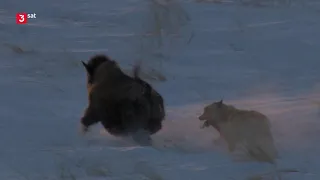 wolf vs bison - hunting in Canada