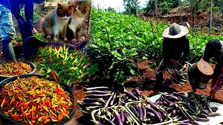 FULL VIDEO, life in the mountains harvesting chilies, eggplants and planting
