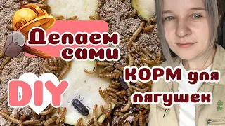 Разводим мучного хрущака на корм! Как?