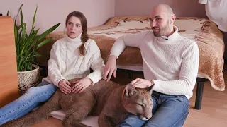 Couple Shares Studio Apartment with a Pet Cougar