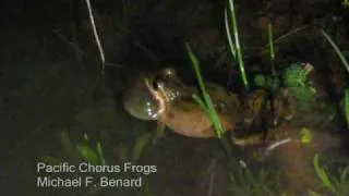 Calling Male Pacific Chorus Frogs