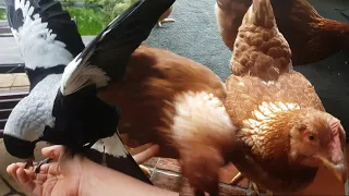 Get out hens! And a surprise at the end! Adventures with a magpie on my arm part 2/3