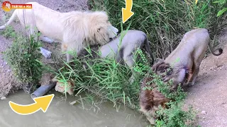 У этих львов ОСОБЫЕ ОТНОШЕНИЯ. Тайган Special relationship between lions. Lions at the watering hole