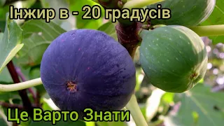 Інжир в -20 градусів. Як зимує інжир під агроволокном.