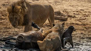 Lions kill buffalo at Chitake Springs, Mana Pools