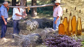 LAVENDER essence. Harvesting with a sickle and artisan DISTILLATION of its aroma | Documentary film