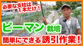家庭菜園や農園のピーマン栽培で支柱1本で出来る誘引作業！省スペースでも育てられるピーマンの育て方！【農家直伝】Tips for attracting green pepper cultivation.