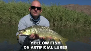 Fishing the Richtersveld for Yellow Fish on artificial lures