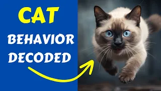 Decoding Cat Language - Understanding Your Feline Friend.