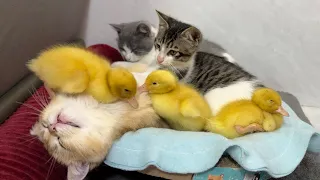 Winter is here!  The duckling wants to sleep with the kitten, it's very warm!  the bed is too small