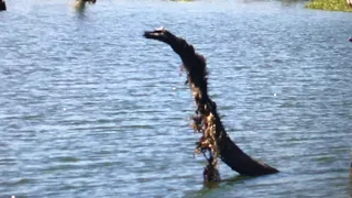 Lochness Monster/Plesiosaur Caught On Camera??? 😱 (PLZ READ THE PINNED COMMENT)