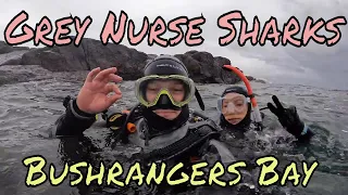 Scuba Diving with GREY NURSE SHARKS at Bushrangers Bay in Shellharbour!