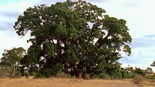 The extraordinary life around a tree