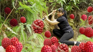 Harvest Red Wild Pineapple, goes to the Market sell - Harvesting and Cooking |Tieu Vy Daily Life