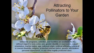 Attracting Pollinators to Your Garden