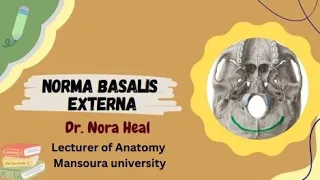 Skull part 5: Norma  basalis externa