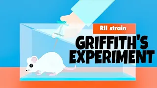 Griffith's Transformation Experiment (Animated) | Class 12 Biology | NEET 2021