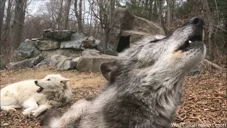 Laziest Wolf Howls (part 12)