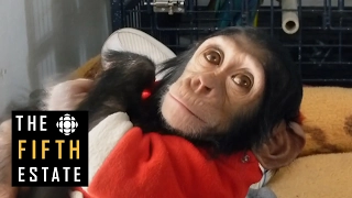 Saving Manno the chimp - the fifth estate