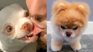 Videos De Risa Perros y Gatos Enojados y Divertidos De Tiktok😲|Angry Pet Videos