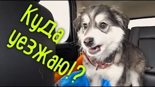 Нашел семью щенку. Хулиганка, а не собака.:)