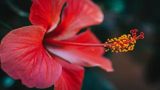 Невероятно красивые цветы и Божественная музыка Сергея Чекалина Солнечное утро!