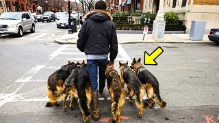 Man walks his dogs every day until people notice an incredible secret