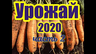 Наш урожай 2020, часть 2. Лук, чеснок, капуста, картошка, морковь, свекла.