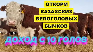 Содержание и Откорм Казахских Белоголовых бычков на мясо как бизнес | Мясное скотоводство | КРС