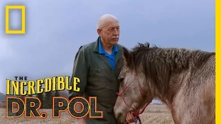 Horse Castration | The Incredible Dr. Pol