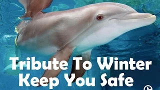 *Updated* The Clearwater Marine Aquarium - Winter - Keep You Safe