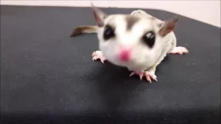 Fun with Sugar Gliders