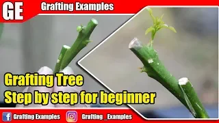 Citrus Tree Grafting For Beginner