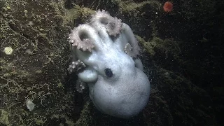 Octomom: Deep-sea octopus guards her eggs for over four years