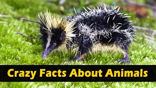 Crazy Facts About Animals 🐸🦘 | Random Facts | Amazing Facts | Mind Blowing Facts in Hindi #Shorts