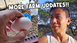 Update on Our Growing Animal Farm | Vlog #1704