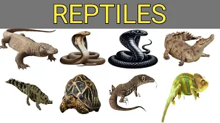 Reptiles II 20 reptiles name in hindi and english with pictures II सरीसृप प्राणी का नाम