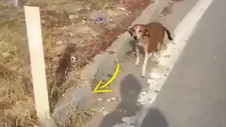 Under The Scorching Sun, A Mother Dog Desperately Begged Passersby for Help