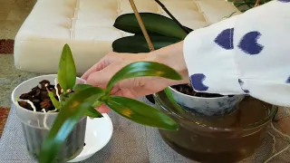 Watch Me Water Orchids in Bark!