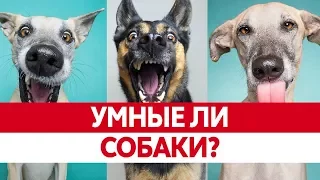 ПОНИМАЮТ ЛИ НАС СОБАКИ? Интеллект собак или собаки как люди